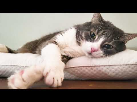 🐱My Big Cat Family - Lola and Pavlik #cutecats #funnycats #catsvideo