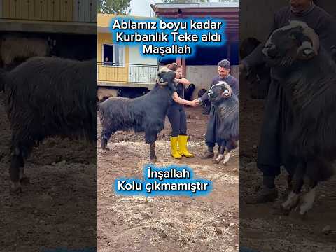Ablamız boyundan büyük kurbanlık Teke aldı. Maşaallah  #kurbanlık  #honamlıkeçisi #koyunculuk