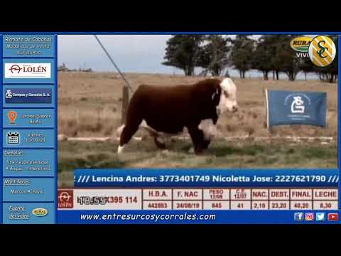 10-09-21 - Remate de Estancia Lolén - Consignataria Campos y Ganados S.A. - Coronel Suarez, Bs.As.