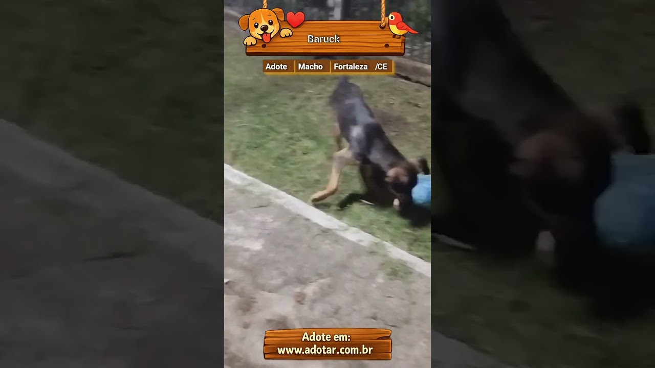 Cachorro raça SRD-ViraLata idade 2 a 6 meses nome Baruck