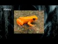 History Madagascar Wmv