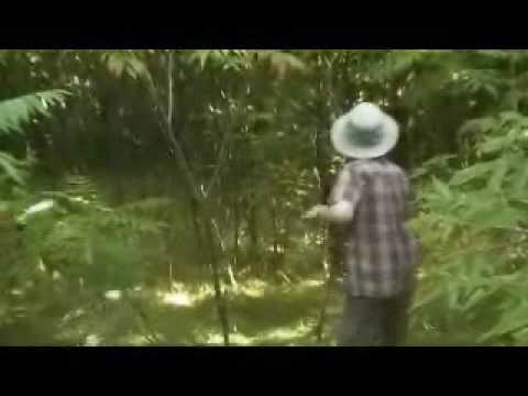 Voodoo Doll Gone Wild Episode I