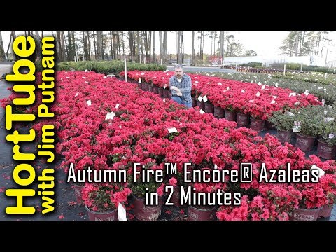 Autumn Fire™ Encore® Azaleas in 2 Minutes