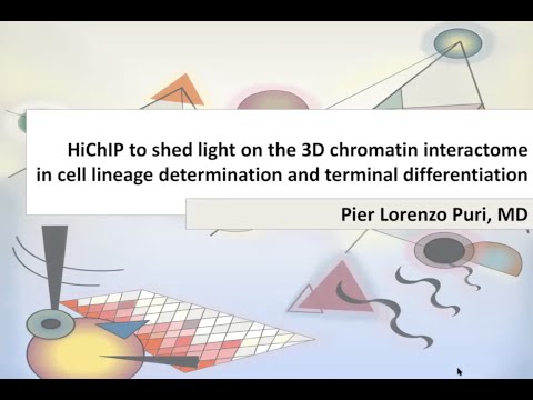 Shedding Light on the 3D Chromatin Interactome Using HiChIP