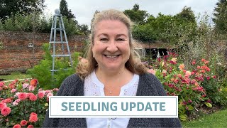 Growing Penstemon From Seed & Seedling Update // Cottoverdi