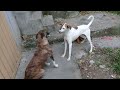 Little Pup Brown Pup Playing Fighting White Pup Sleeping Mountain Village DejaWu Sadia Usa Uk Vlog