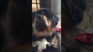 Video preview image #3 Tibetan Mastiff Puppy For Sale in SHEFFIELD LAKE, OH, USA