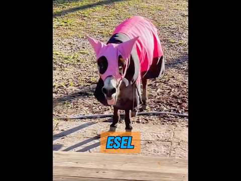 Sind Esel wirklich so stur? #animisme #animal #animals #animalintelligence