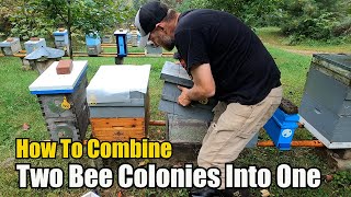 How To Combine Two Bee Colonies Into One