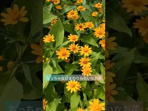 園芸 メランポディウム