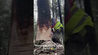 Brilliant effort ref Danish pie + Hung up tree felling practice  #forestry #treecutting #chainsaw