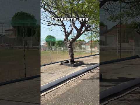 Estou na cidade de Parnarama-Ma galera🤠#vendas #roça #interiors #terra