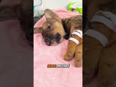 Olha Esso Outra Vida Salvar #puppy #puppyrescue #dog #cat #cuteanimals #animallover #nature