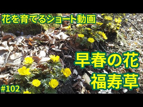園芸 春の福寿草、春の福寿草