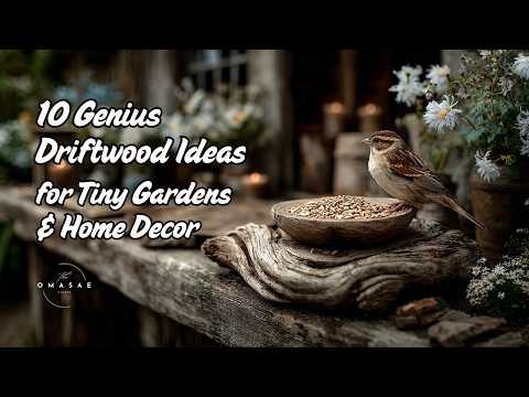 10 Genius Driftwood Ideas for Tiny Gardens & Home Decor ✨