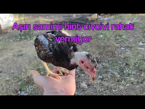 Aşırı samimi hint civcivi rahat vermiyor #horoz #civciv #tavuk #hint horozu