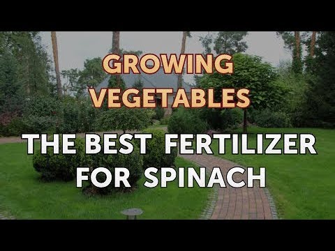 When to Pick Hungarian Hot Wax Peppers