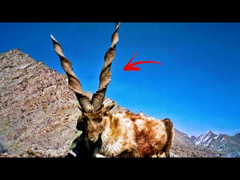 角のある動物:特徴と写真 -