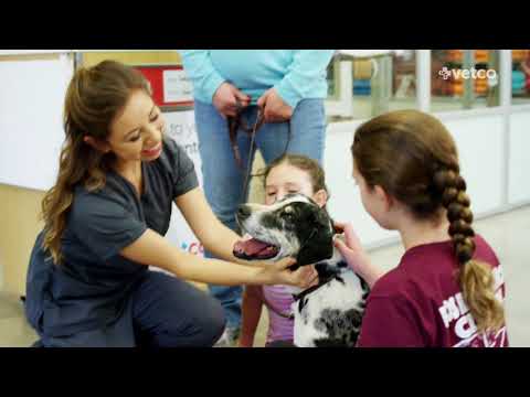 Petco Cat Vaccinations Cost