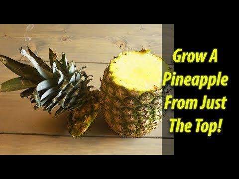 How To Grow An Onion From An Onion Bottom 2019