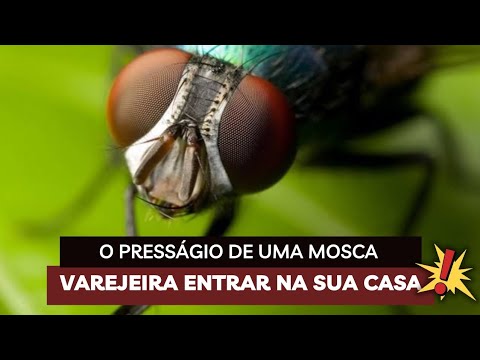 The Omen of a Blowfly Entering Your Home 🏠 🪰