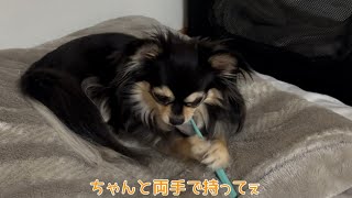 ピッちゃん歯磨きひとりでできるもん【♯犬のいる暮らし】【#ダックス】【#チワワ】