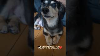 【親バカ】愛犬🐶れおんくん【#ダックス】 #親バカママ #ダックス #可愛い犬