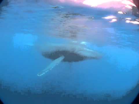 Walbegegnung, Allgemein zu La Réunion,La Réunion