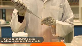 BS1007   PCR & Cloning 2