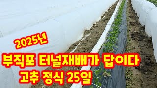 고추 재배방법. 부직포 터널 재배 노지 재배 비교 충북 괴산 풀뿌리농장 #shorts