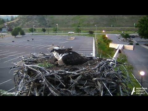 Iris leaves the chicks in search of fish, black car arrives in lot  2018 06 25 01 04 18 079