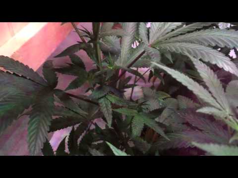 MED-MAN BRAND (silver surfer pheno hunt)