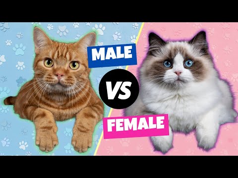 Male vs. Female Cats: The Differences - YouTube