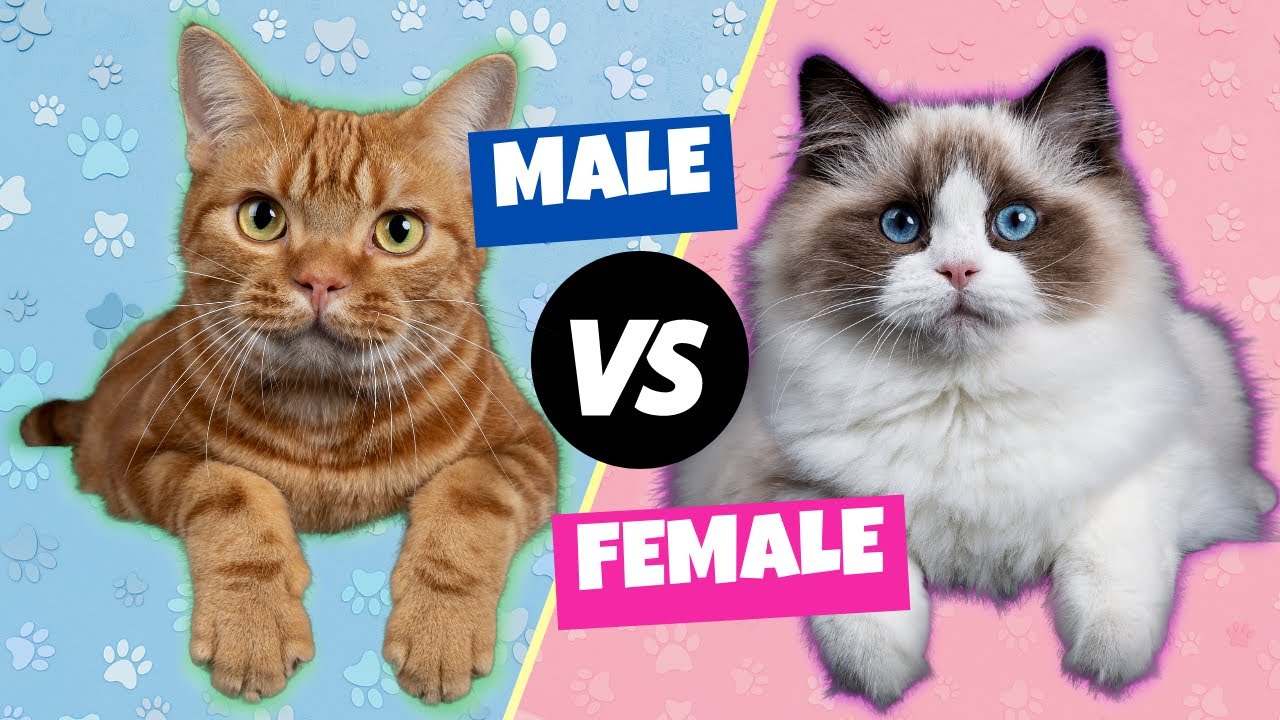 What’s better male or female cats?