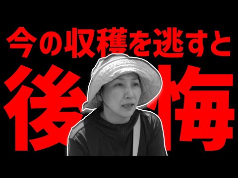 園芸 アフリカよもぎ、アフリカよもぎ