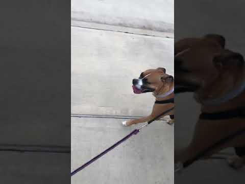 Morgan&rsquo;s Loving Pet Care- MLPC video.