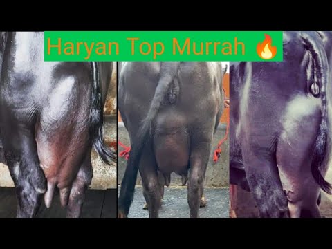Murrah breed balck 13 liter haryana buffalo