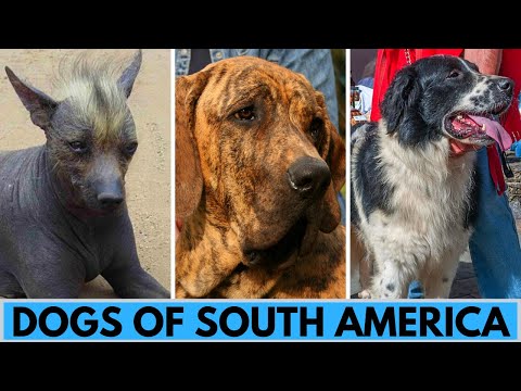 20 South American Dog Breeds