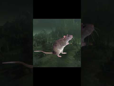 Total Warhammer Unit Review: Rat Ogres