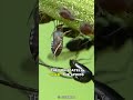 How Ants "Milk" Aphids