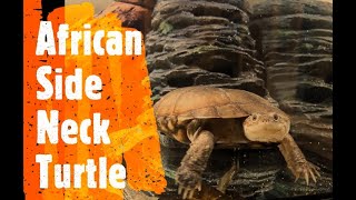 African Side Neck Turtle Tank Set Up,  Requirements and Care