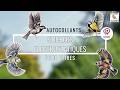 4 stickers électrostatiques anti-collision- Oiseaux du jardin Nature Market Mangeoires