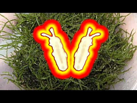 How to culture Springtails on Moss