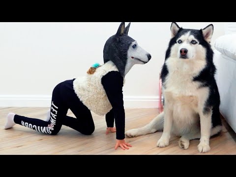 Sofía y divertidas aventuras con perros y gatos