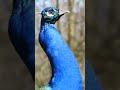 Peacock Sound Zoom