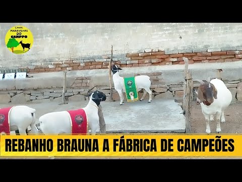 Rebanho Braúna Faz História na tigre expoagro a grande fábrica de campeões! 🏆