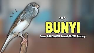 Download lagu Kenari GACOR Panjang Suara PANCINGAN Kenari PAUD Belajar Bunyi Ngeriwik | Masteran Kenari Paud #703 mp3