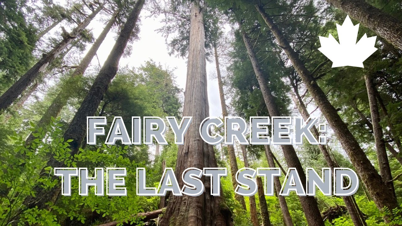 Fairy Creek: The Last Stand