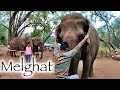 Magical Melghat The Story Of Melghat Tiger Reserve Elephant Safari Hindi Part 1 4k