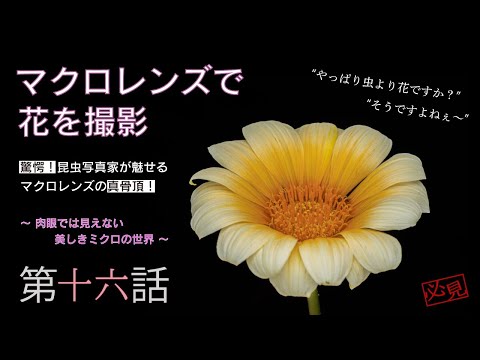 園芸 昆虫の写真を撮る